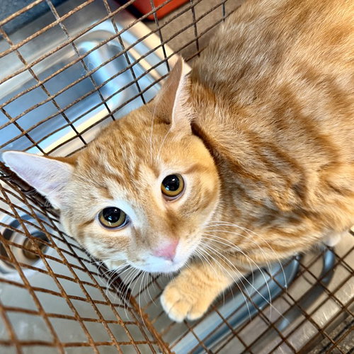 JOEY, a cat for adoption from Lake County Animal Services