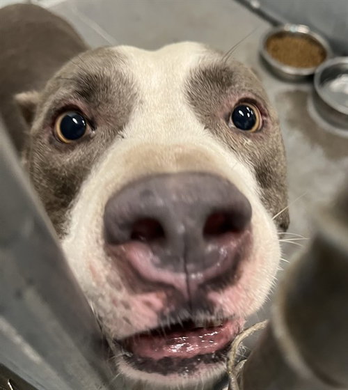 SLATER, a dog for adoption from Lake County Animal Services