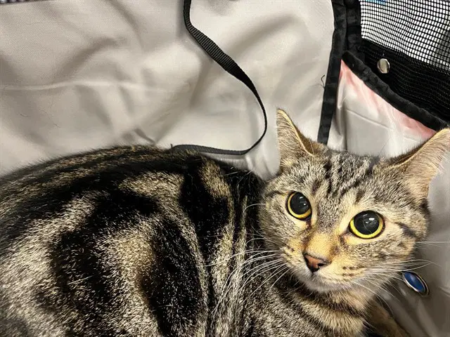 Stormy - Domestic Short Hair