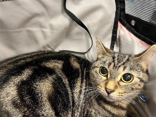 STORMY, a cat for adoption from Lake County Animal Services