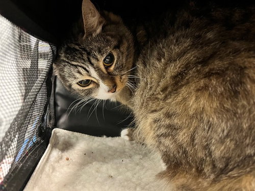 LILY, a cat for adoption from Lake County Animal Services
