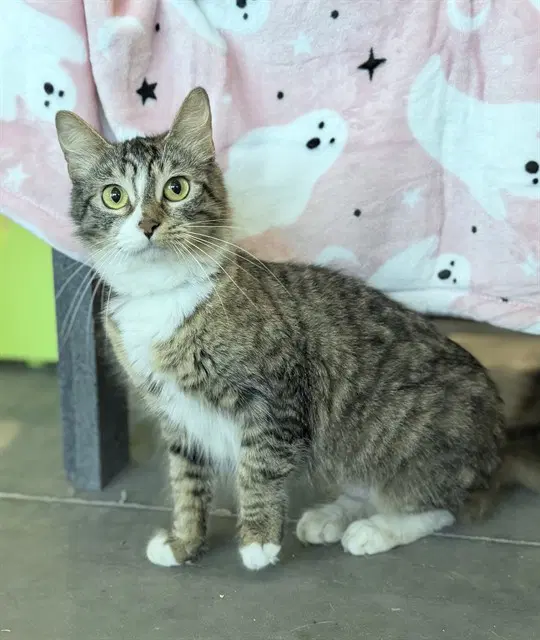 Lily - Domestic Medium Hair