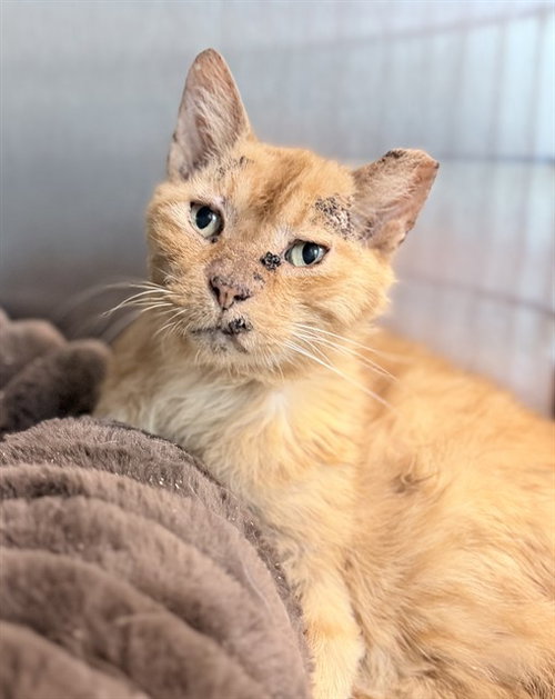 LAZLO, a cat for adoption from Lake County Animal Services