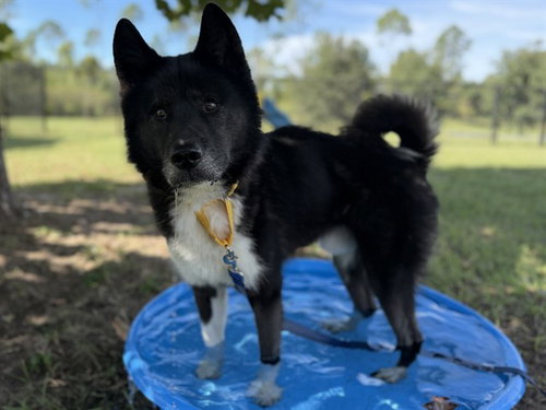 BREWER, a dog for adoption from Lake County Animal Services