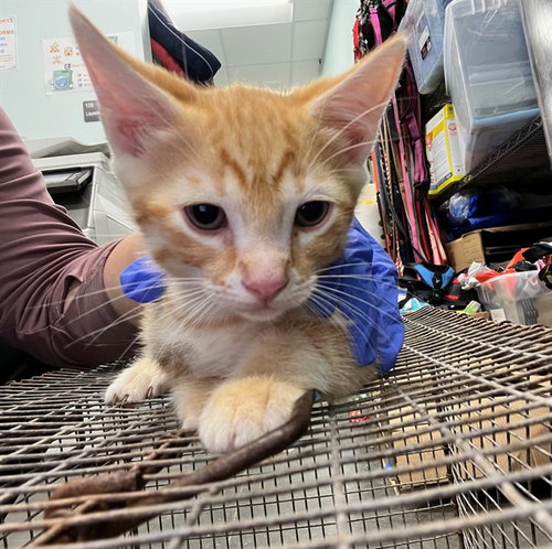 MORRIS, a cat for adoption from Lake County Animal Services