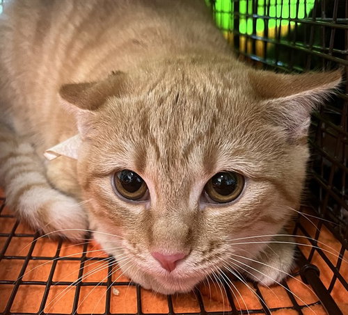 NANCY, a cat for adoption from Lake County Animal Services