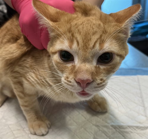 STEVE, a cat for adoption from Lake County Animal Services