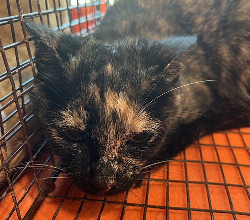 HILDA, a cat for adoption from Lake County Animal Services