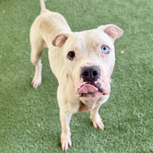 DUG, a dog for adoption from Lake County Animal Services