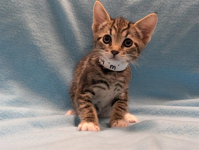 Toven, Domestic Short Hair