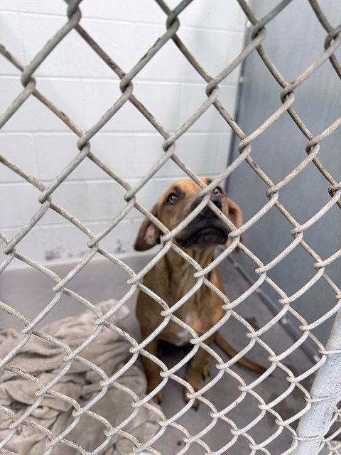 Gidget, Black Mouth Cur