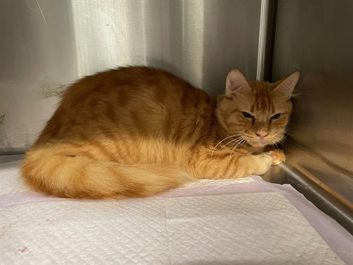 SAMSON, a cat for adoption from Lake County Animal Services