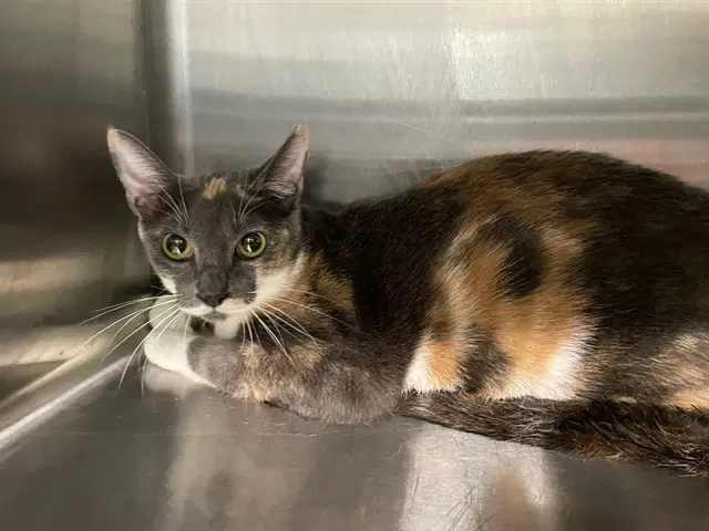 Smudgie - Domestic Short Hair