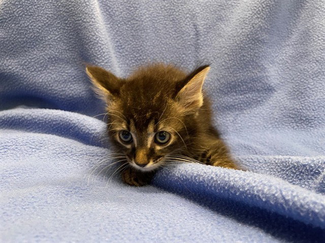 Tuck, Domestic Medium Hair