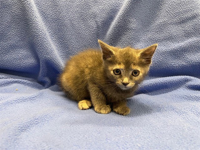 Ming Ming, Domestic Medium Hair