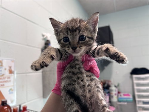 COSMO, a cat for adoption from Lake County Animal Services