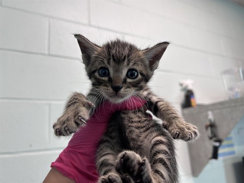 WANDA, a cat for adoption from Lake County Animal Services
