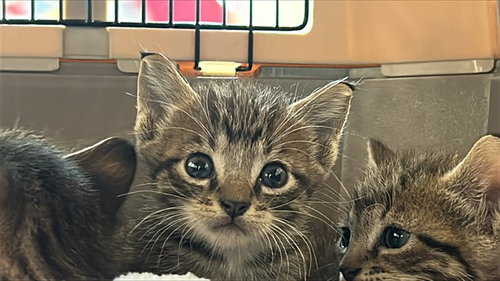 POOF, a cat for adoption from Lake County Animal Services