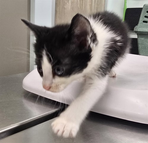CHECKERS, a cat for adoption from Lake County Animal Services