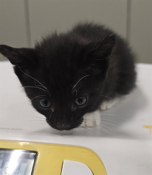 BOOTS, a cat for adoption from Lake County Animal Services