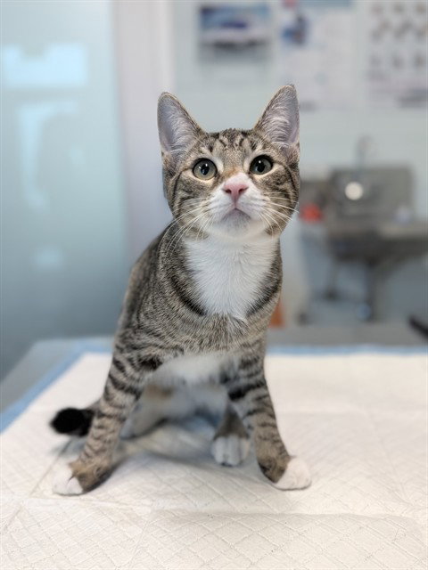 ABBY, a cat for adoption from Lake County Animal Services