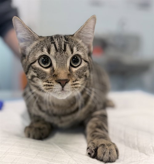 CODY, a cat for adoption from Lake County Animal Services