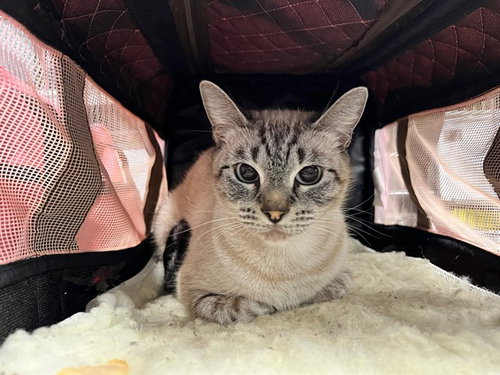 GYPSY, a cat for adoption from Lake County Animal Services