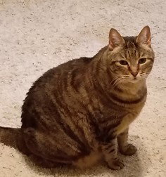 CHIRP, a cat for adoption from Lake County Animal Services