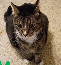 MATTY, a cat for adoption from Lake County Animal Services