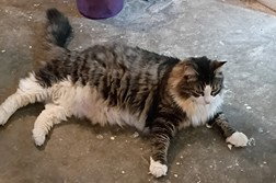 LUNA, a cat for adoption from Lake County Animal Services
