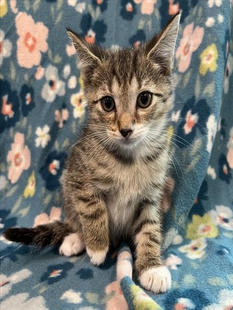GREG, a cat for adoption from Lake County Animal Services