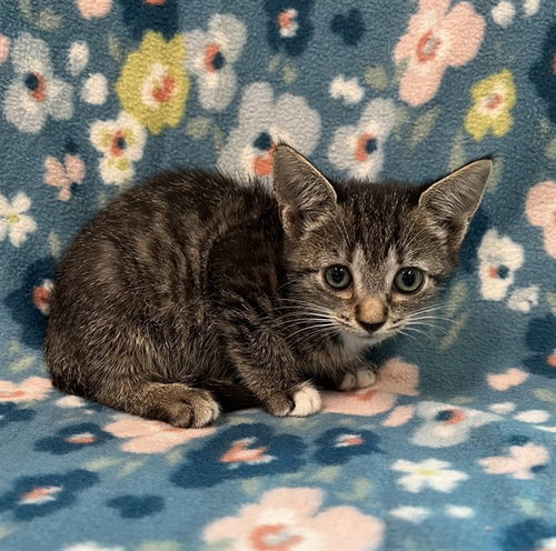 DHARMA, a cat for adoption from Lake County Animal Services