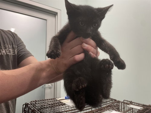 MARK, a cat for adoption from Lake County Animal Services