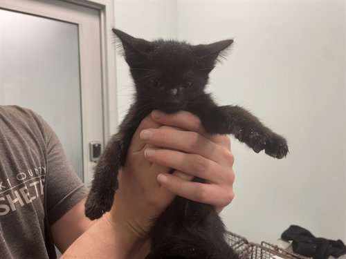 BILL, a cat for adoption from Lake County Animal Services