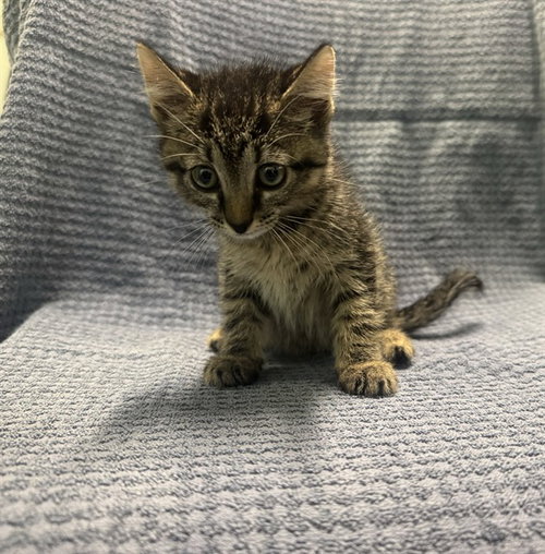 HAZELNUT, a cat for adoption from Lake County Animal Services