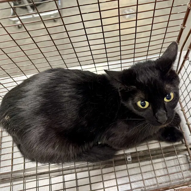 Itty Bitty - Domestic Short Hair