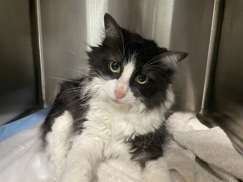 BINNIE, a cat for adoption from Lake County Animal Services