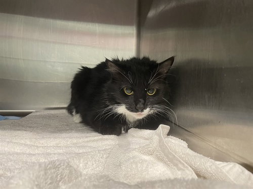 MISS D, a cat for adoption from Lake County Animal Services