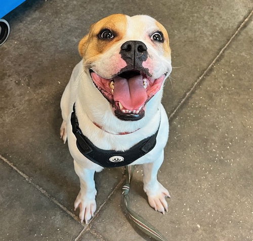 BILLY, a dog for adoption from Lake County Animal Services