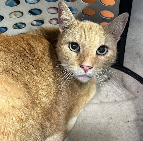 KIPPER, a cat for adoption from Lake County Animal Services