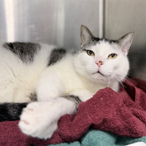 KUFU, a cat for adoption from Lake County Animal Services