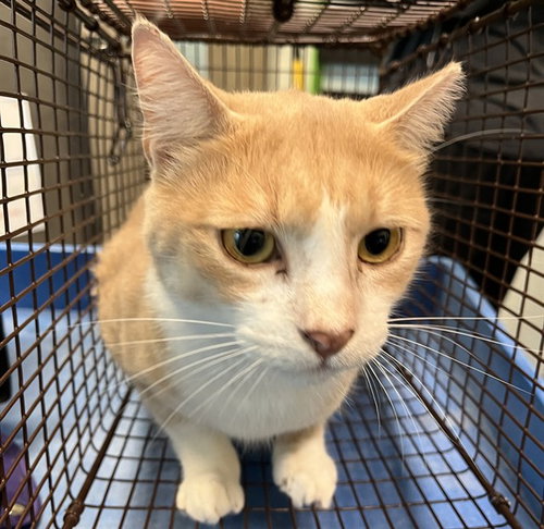 TOBY, a cat for adoption from Lake County Animal Services