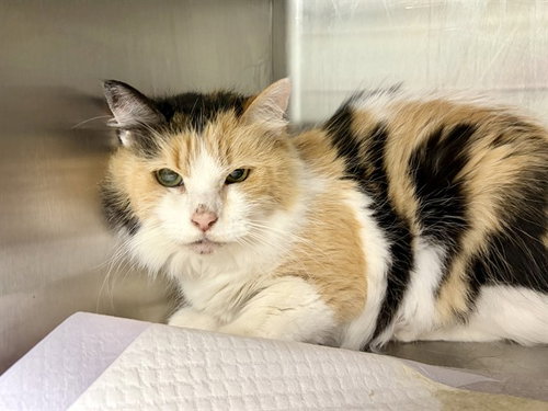 JASMINE, a cat for adoption from Lake County Animal Services