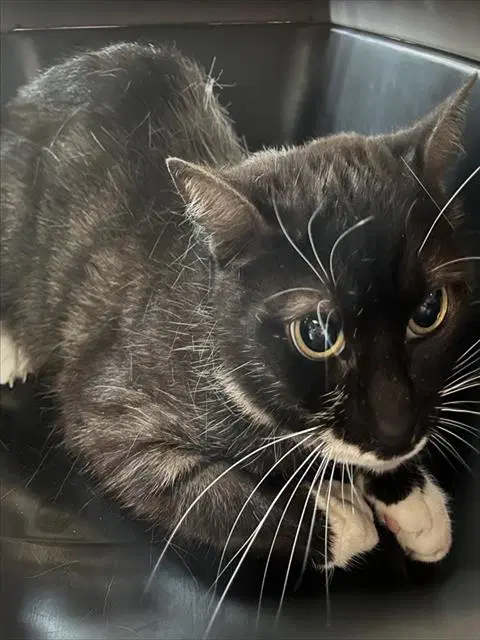 Skitter - Domestic Medium Hair