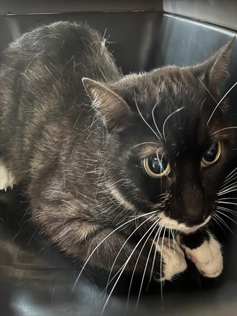 SKITTER, a cat for adoption from Lake County Animal Services
