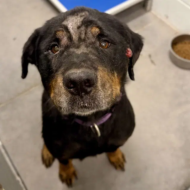 Wilbur - Rottweiler