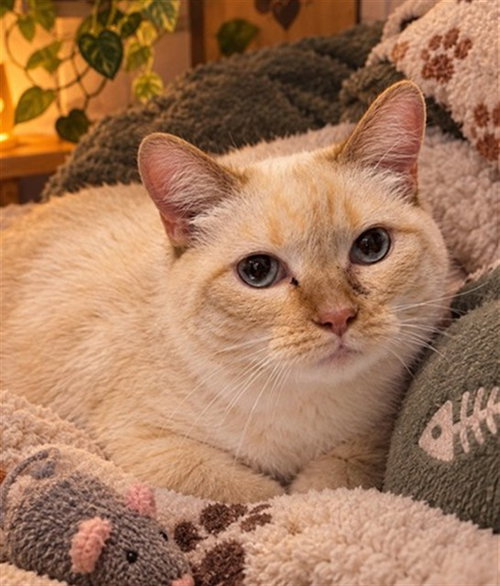 FREYA, a cat for adoption from Lake County Animal Services