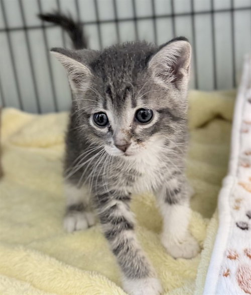 STATIC, a cat for adoption from Lake County Animal Services