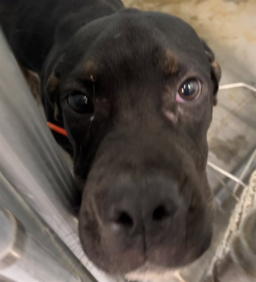 FRANK, a dog for adoption from Lake County Animal Services