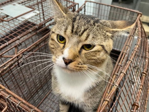 JASON, a cat for adoption from Lake County Animal Services